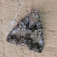 Allotria elonympha