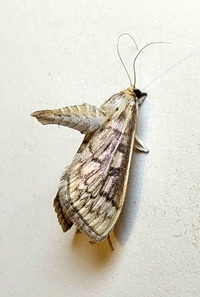 Herpetogramma thestealis