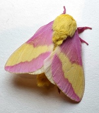Dryocampa rubicunda