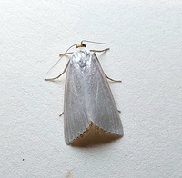 Urola nivalis