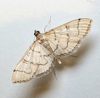 Blepharomastix ranalis