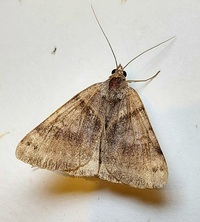 Caenurgina unidentified species