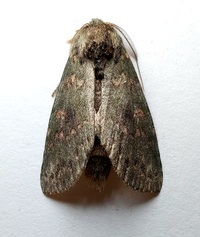 Cecrita biundata