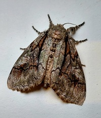 Dasychira obliquata