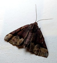 Pero ancetaria