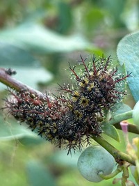 Hemileuca maia