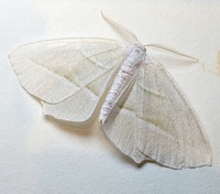Campaea perlata