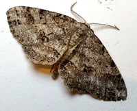 Melanolophia canadaria
