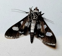 Desmia funeralis
