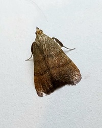Condylolomia participialis