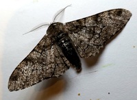 Biston betularia