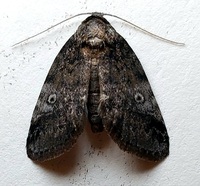 Baileya levitans