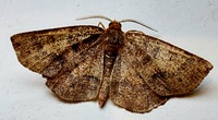 Metarranthis angularia