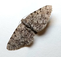 Aethalura intertexta