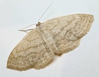 Scopula unidentified species