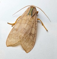 Halysidota tessellaris