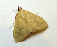 Hahncappsia neomarculenta