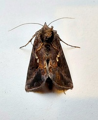 Autographa precationis