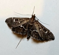 Diathrausta harlequinalis