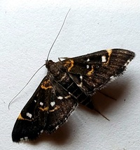 Diathrausta harlequinalis