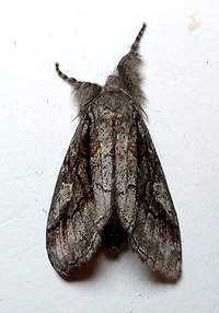 Dasychira obliquata