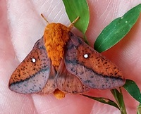 Anisota stigma