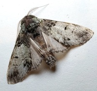 Macrurocampa marthesia