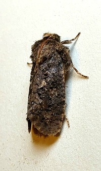 Acrolophus propinqua