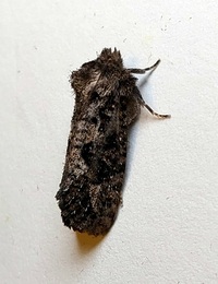 Acrolophus arcanella