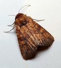 Perigea xanthioides