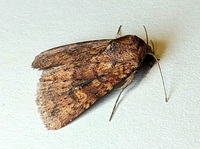 Perigea xanthioides