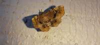 Pangrapta New Species 2