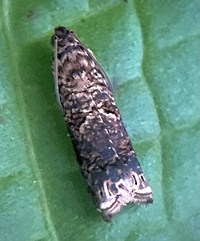 Episimus argutana