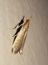 Homeosoma-Phycitodes unidentified species