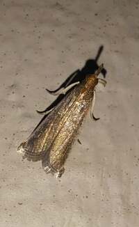 Homeosoma-Phycitodes unidentified species