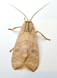 Halysidota tessellaris