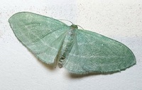 Dyspteris abortivaria