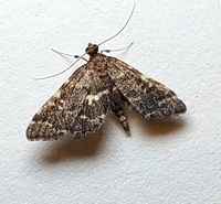 Anageshna primordialis