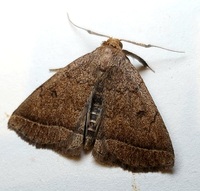 Zanclognatha obscuripennis
