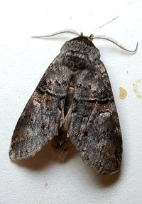 Gluphisia septentrionis