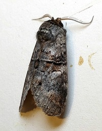 Gluphisia septentrionis