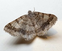 Digrammia ocellinata