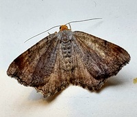 Macaria transitaria