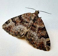 Xanthorhoe lacustrata