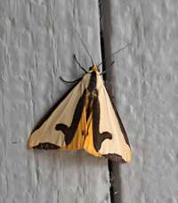 Haploa clymene