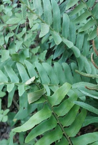 Herpetogramma sphingealis