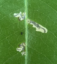 Coptodisca splendoriferella