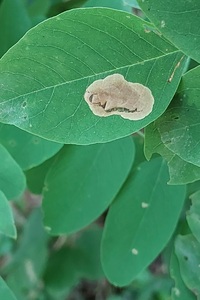Macrosaccus robiniella