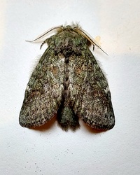 Cecrita guttivitta