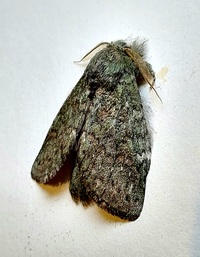 Cecrita guttivitta